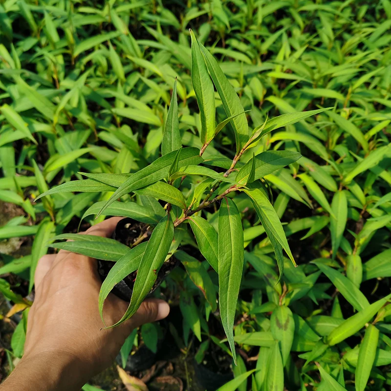 食用香草盆栽越南香菜芫荽叻沙叶生菜沙拉春卷牛肉粉鸭蛋仔好伴侣