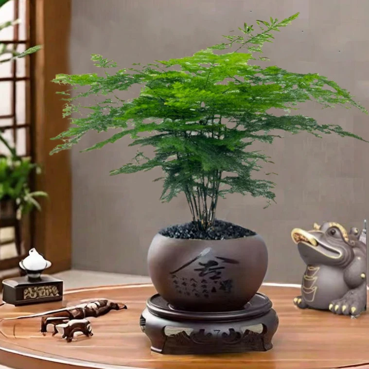 文竹禅意盆栽精品老苗陶瓷花盆花卉绿植室内好养易活文雅气质美观