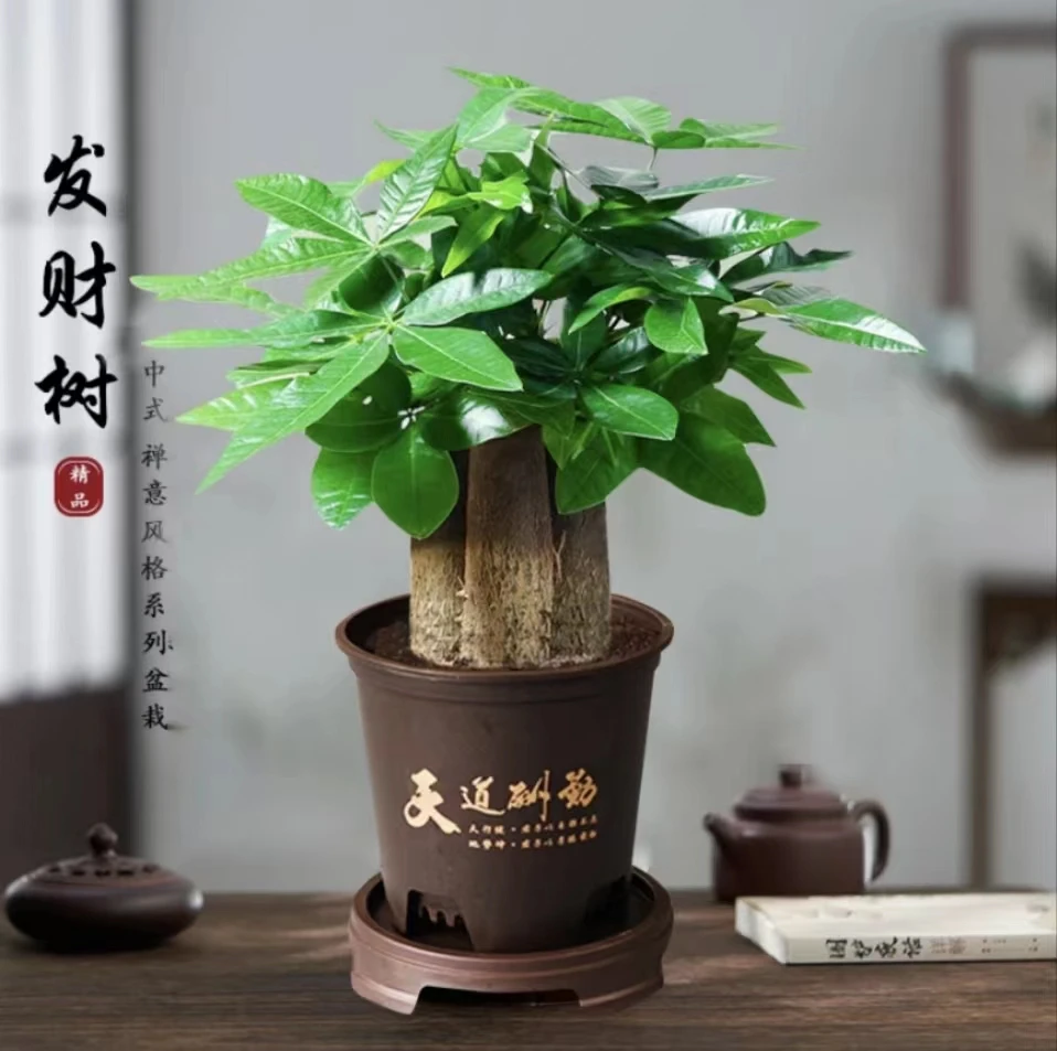 发财树盆景室内招财树办公室招财植物四季常绿好养花卉开业盆栽花