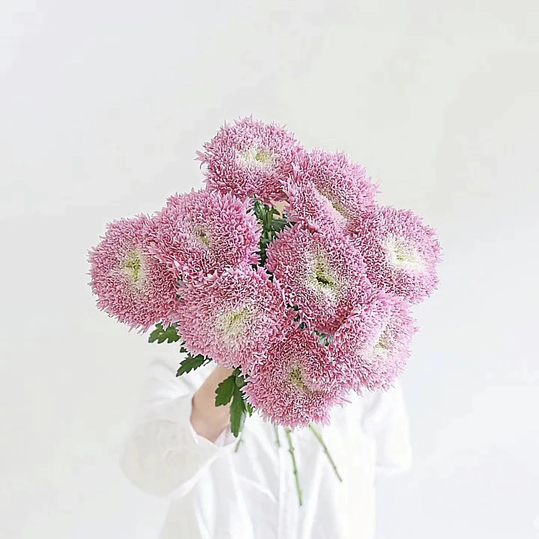 基地高品质面包菊10枝(纯色）