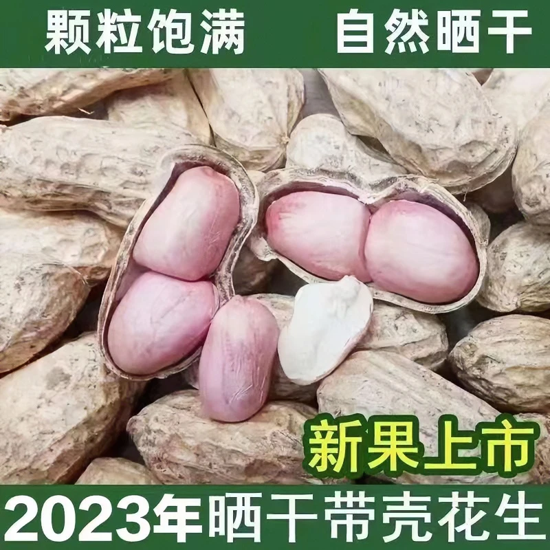 2023年沙地带壳干花生自然晾晒带壳花生大颗粒花生2斤5斤产地直发