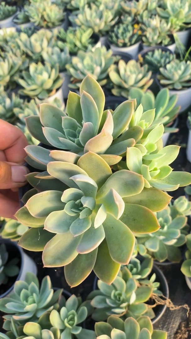 【新人福利】多肉植物 丝绸面纱 以直播间展示为准，满28包邮