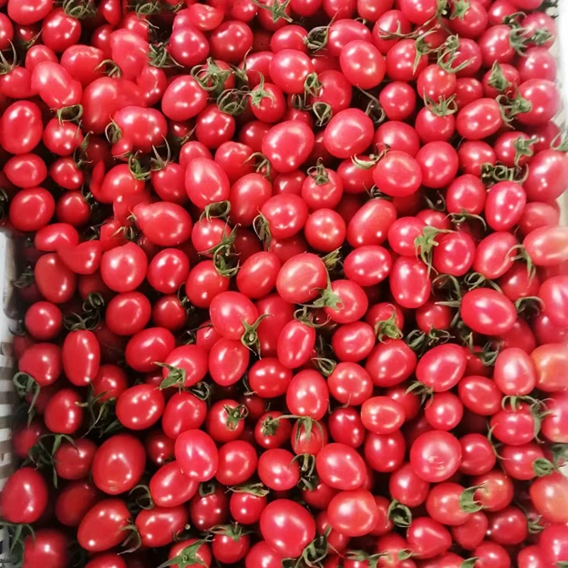 【抢新人9.9一箱】5斤新鲜小番茄圣女果现摘柿子蔬菜水果整箱包邮2