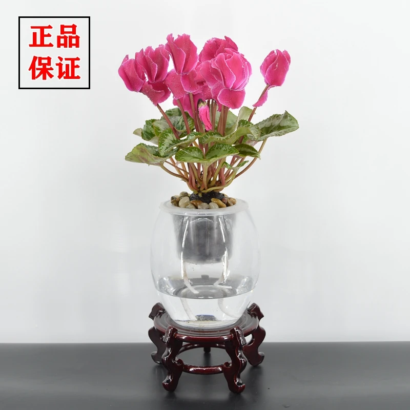 【品来春】盆栽水培带花仙客来花卉绿植四季开花室内办公室观赏植物