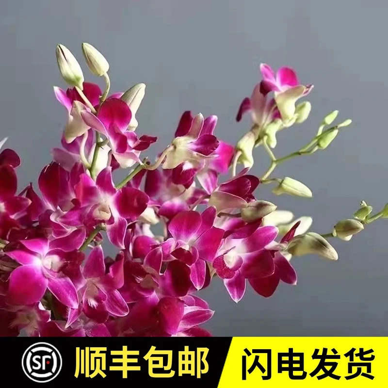 洋兰下单鲜花云南基地直发毕业季送长辈婚礼速递发货办公室用花花