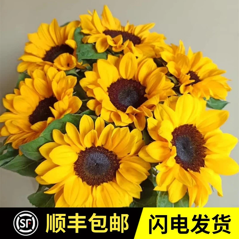 云南向日葵鲜切花基地直发特殊速递水养花家庭生日婚礼办公室用花