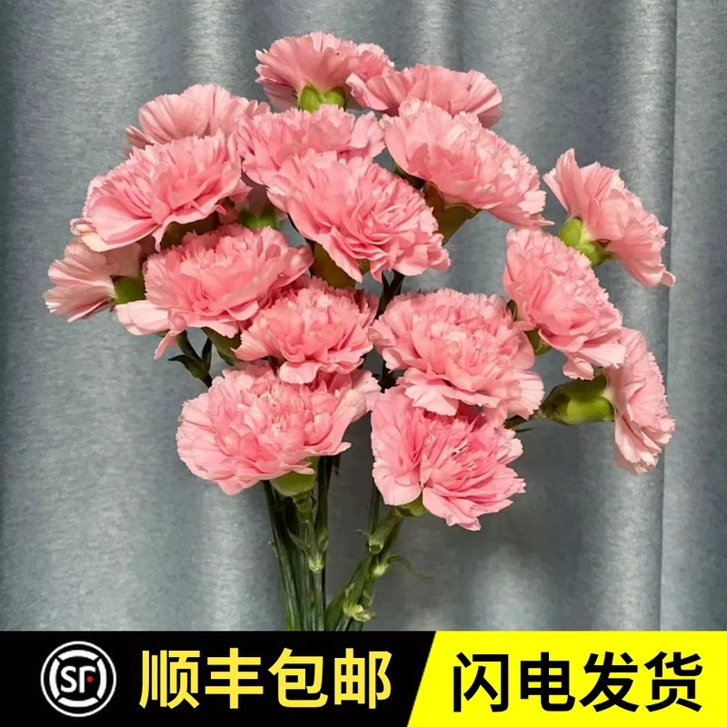 康乃馨鲜花云南鲜花基地直发母亲节教师节家庭公司生活水养用花