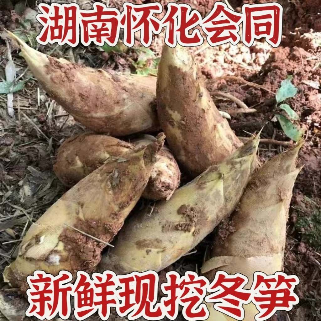 湖南怀化冬笋新鲜现挖竹笋农家当季毛竹笋玉兰片笋黄泥冬笋1斤装