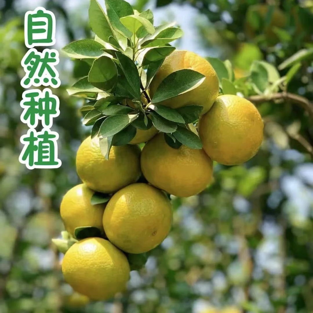 皮薄爆汁包邮皇帝柑清甜化渣皇帝柑高货A  橙和柑果的甜鲜香集合