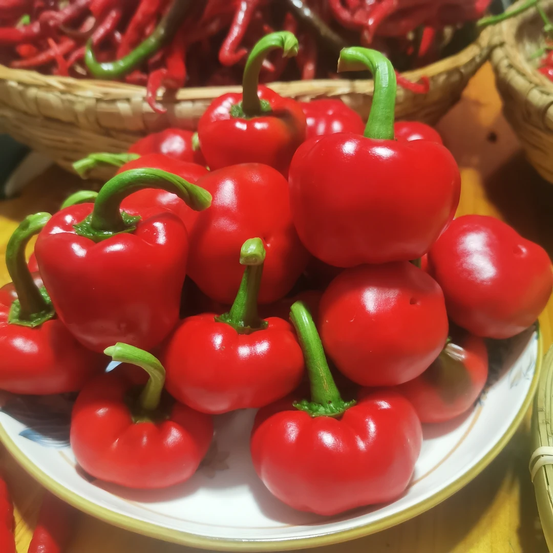 贵州高山露天种植新鲜灯笼椒、坛子椒、圆椒、现摘现发净含量3斤