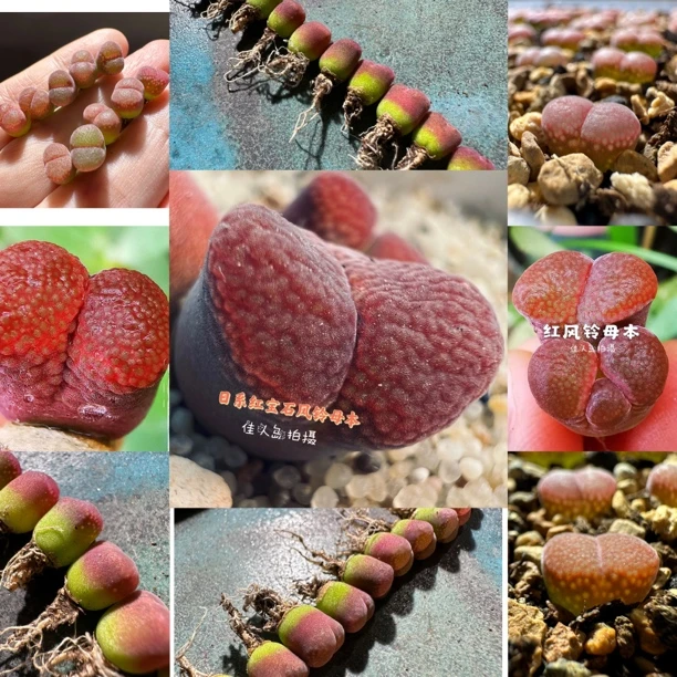 红宝石风铃混盒1.5年株（1804.5、1804.7、Gw731、日系红宝石）