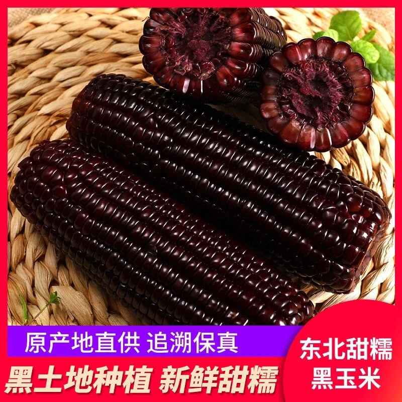 新鲜采摘黑糯玉米10支（260g/支）软糯拉丝厂家直发by