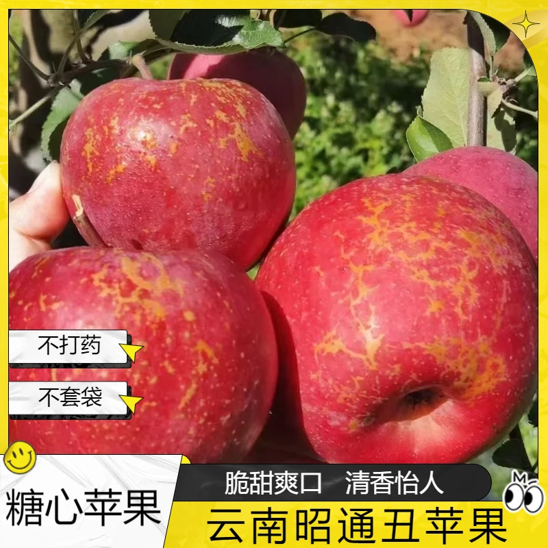 云南昭通丑苹果冰糖心脆甜爽口农家新鲜现摘高原苹果重量4.5-9斤