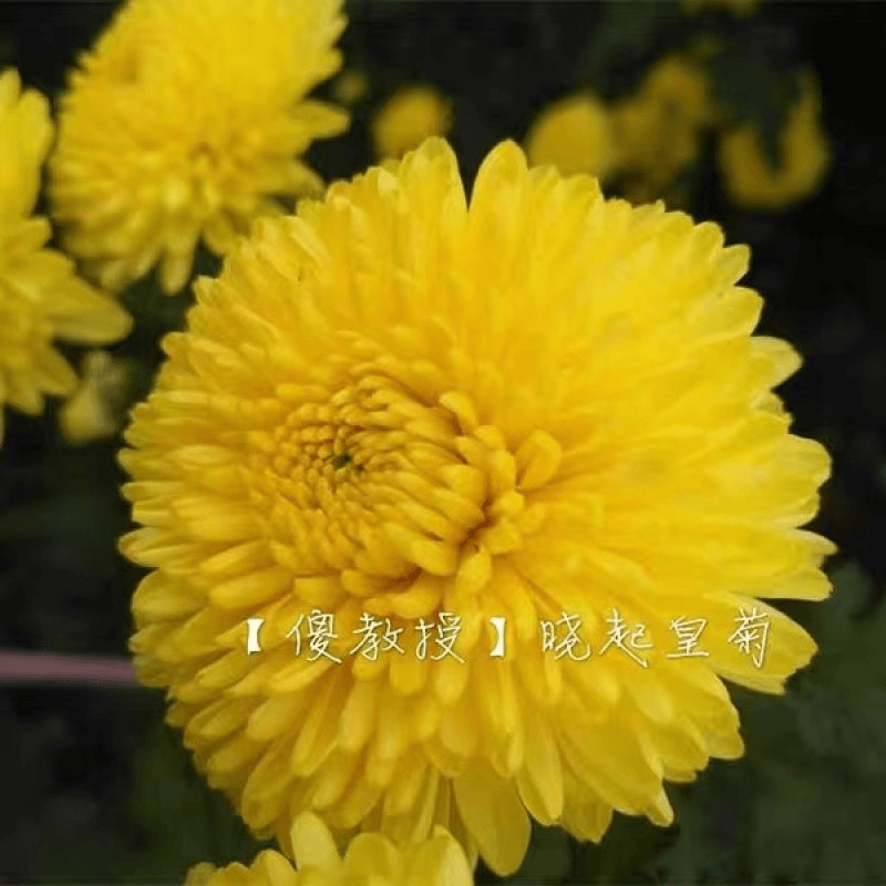 【菊花茶】婺源大黄菊自然新鲜花茶袋装罐装花瓣完整耐泡清新家用