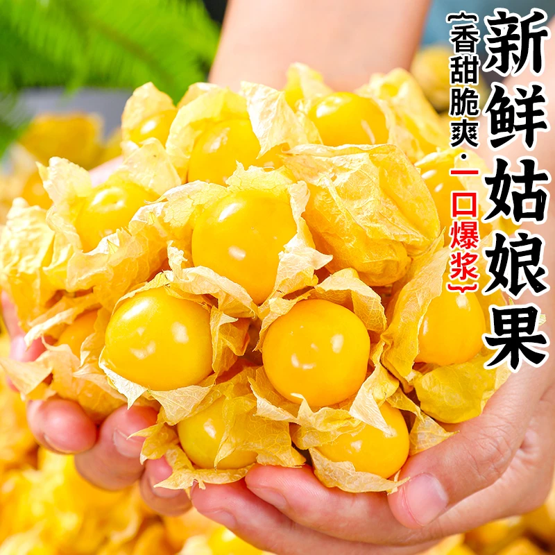云南姑娘果250-500g特产水果新鲜黄金莓当季灯笼果黄菇娘洋姑凉果