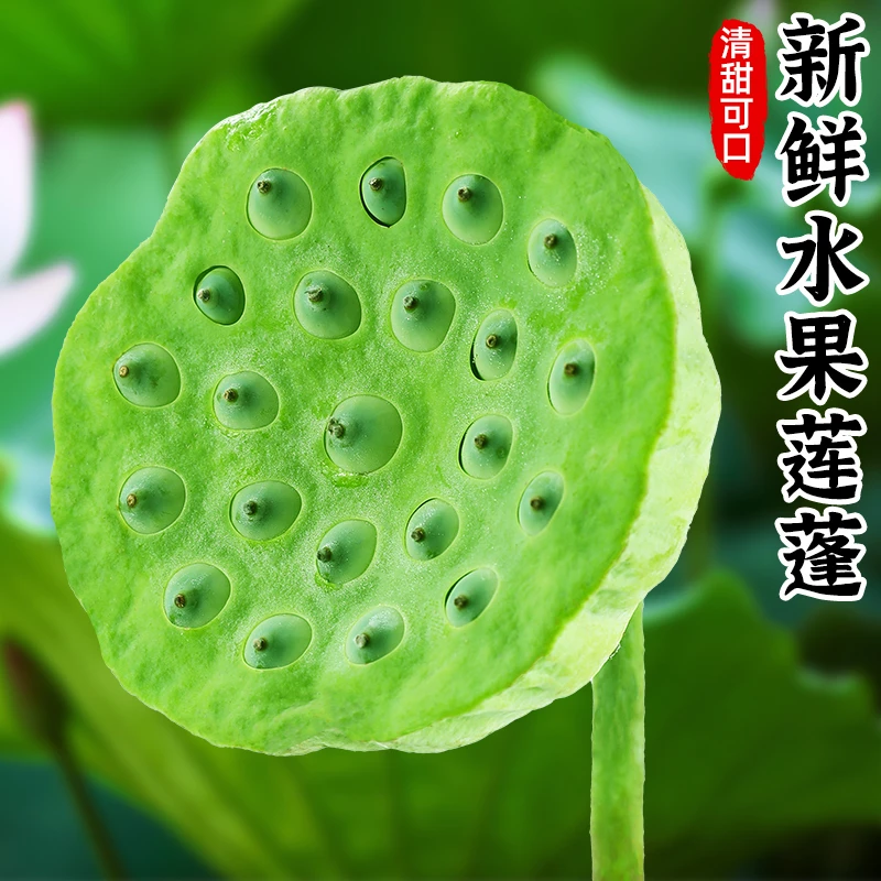 新鲜水果莲蓬1-3斤应当季现摘湘莲生吃甜嫩莲子米太空莲蔬菜包邮