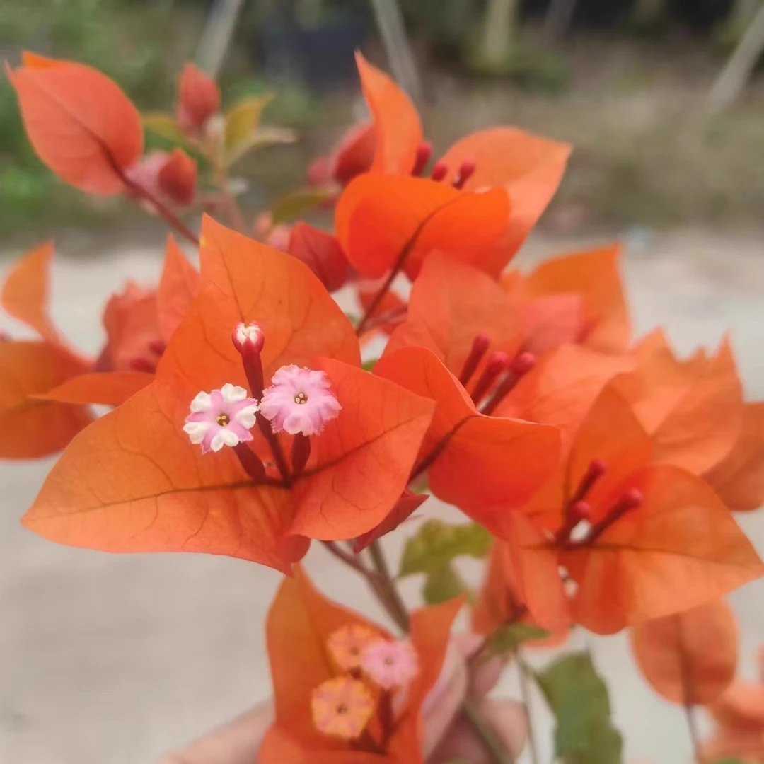 一物一拍三角梅带花发货四季开花