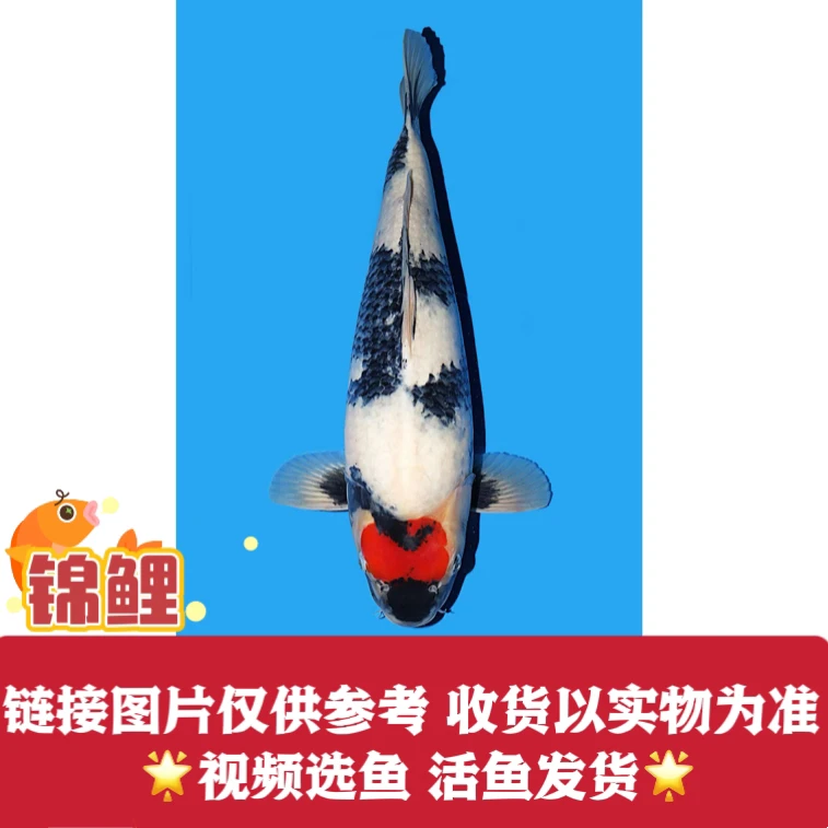 锦鲤鱼观赏鱼招财鱼淡水鱼锦鲤
