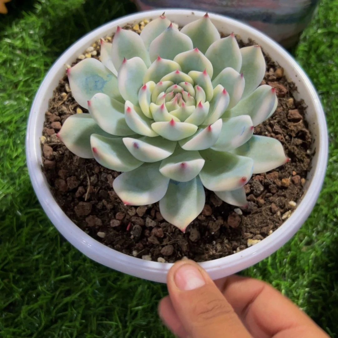 芋*单头吉娃娃锦多肉