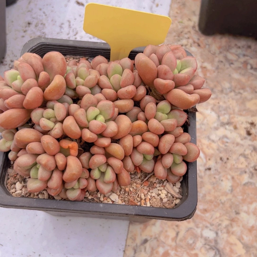 汤**心先锋派小群生多肉