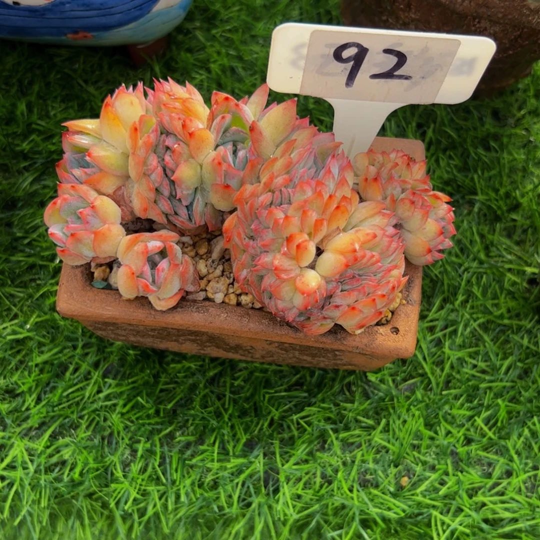 用****5莎莎女王缀化92号