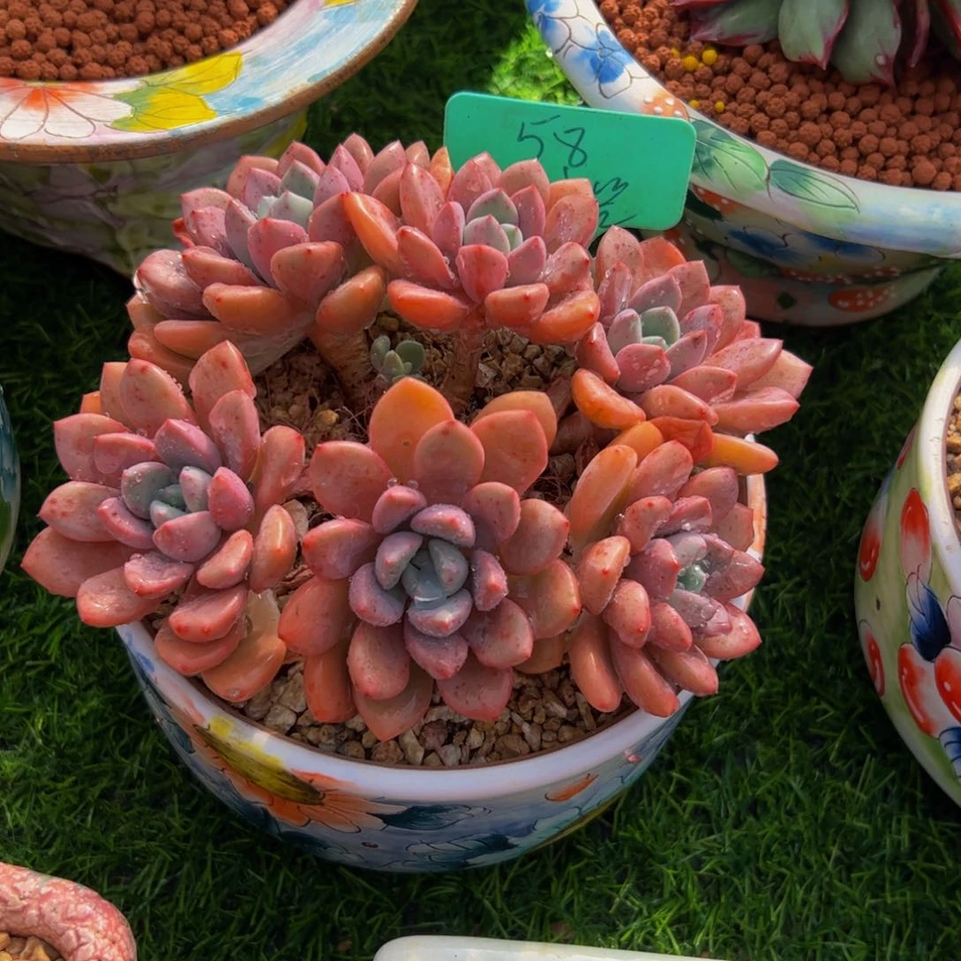 大****装六头小老桩白鹭多肉植物