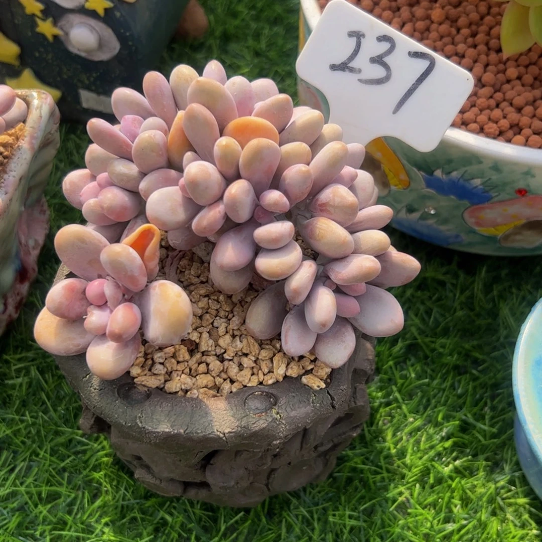 ?**糖桃蛋朵朵追237