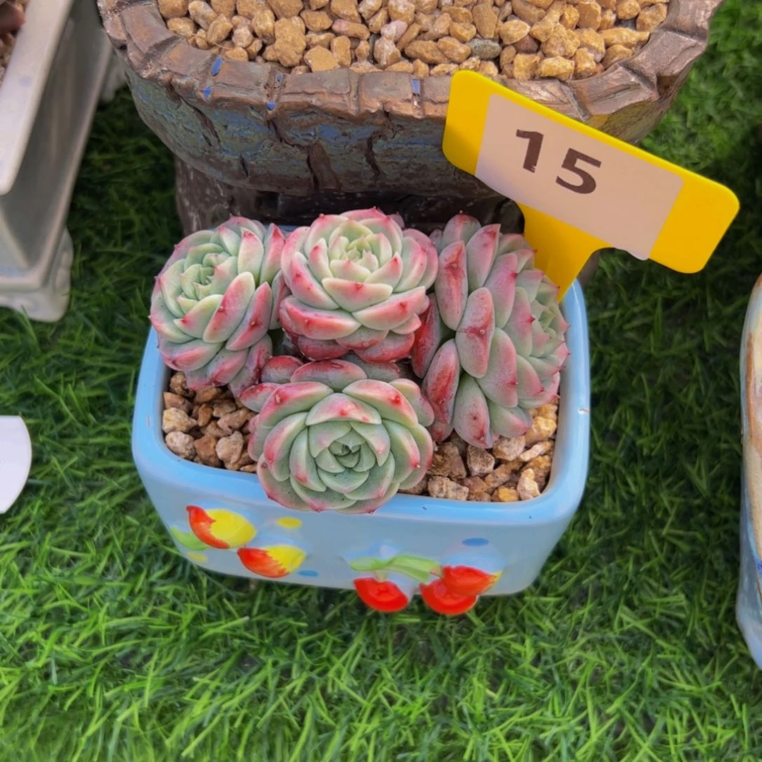 A*✨小老桩天鹅绒15号多肉