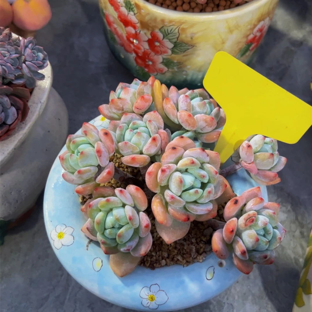 我**呢冷香小老桩多肉