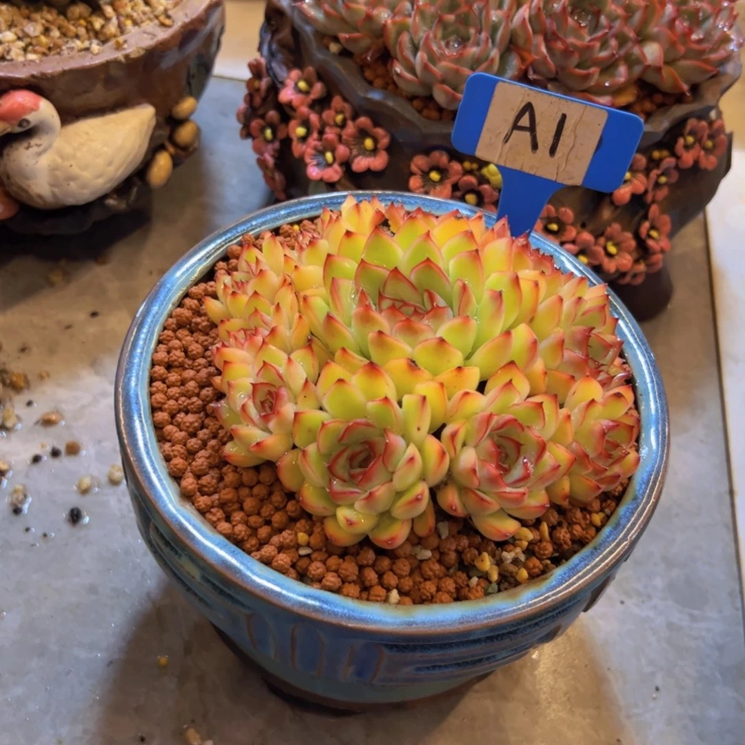 ?**糖手捧花小老桩荷花1