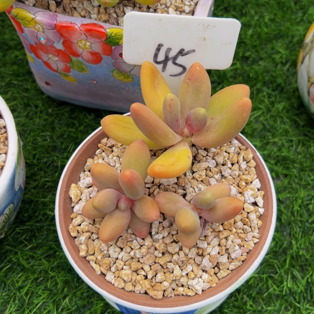 西*三头小老桩糖果45