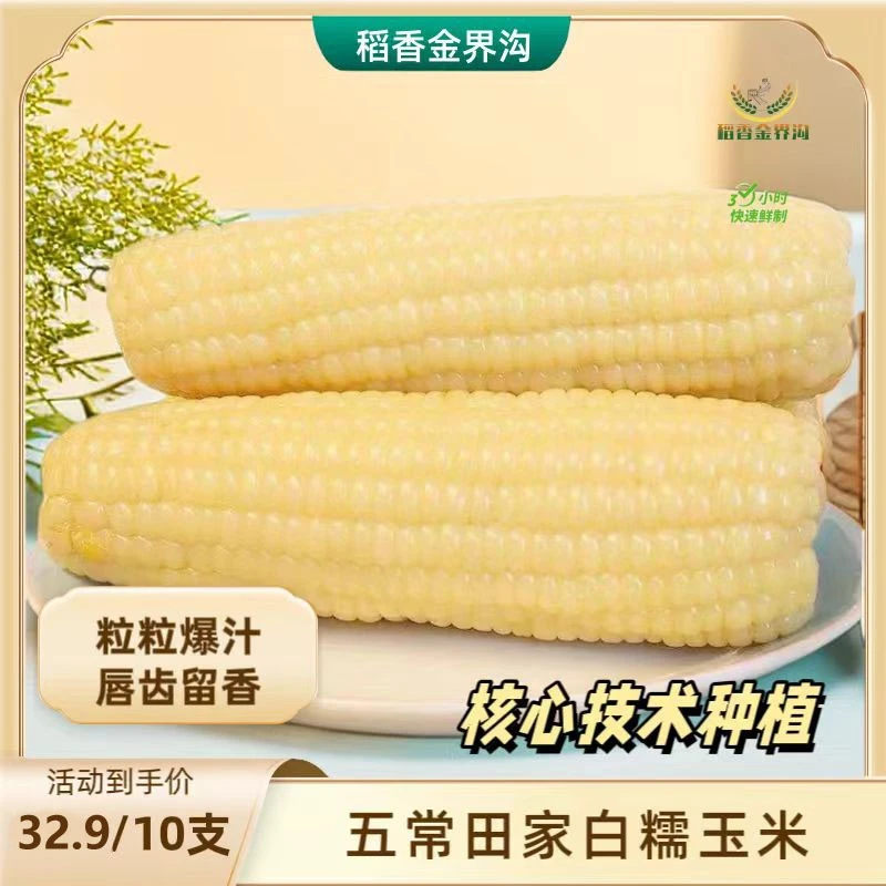 金界沟【五常田家鲜食】白糯玉米280-380g*10支代餐粗粮真空包香甜