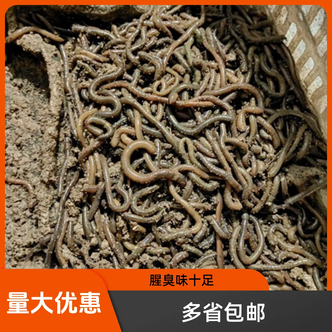 鲜活青蚯蚓，腥臭味十足