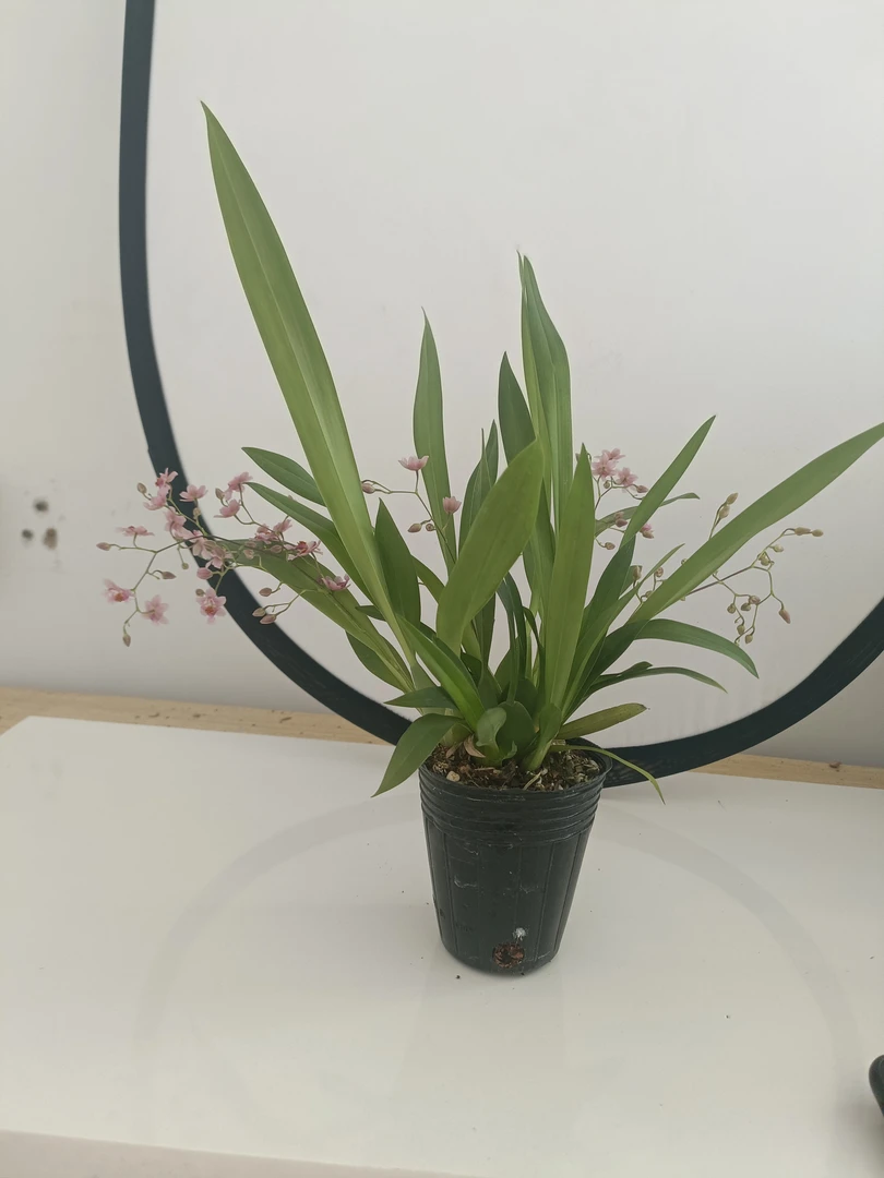 兰花 粉色梦香兰带花苞水培植物客厅花卉室内小型花