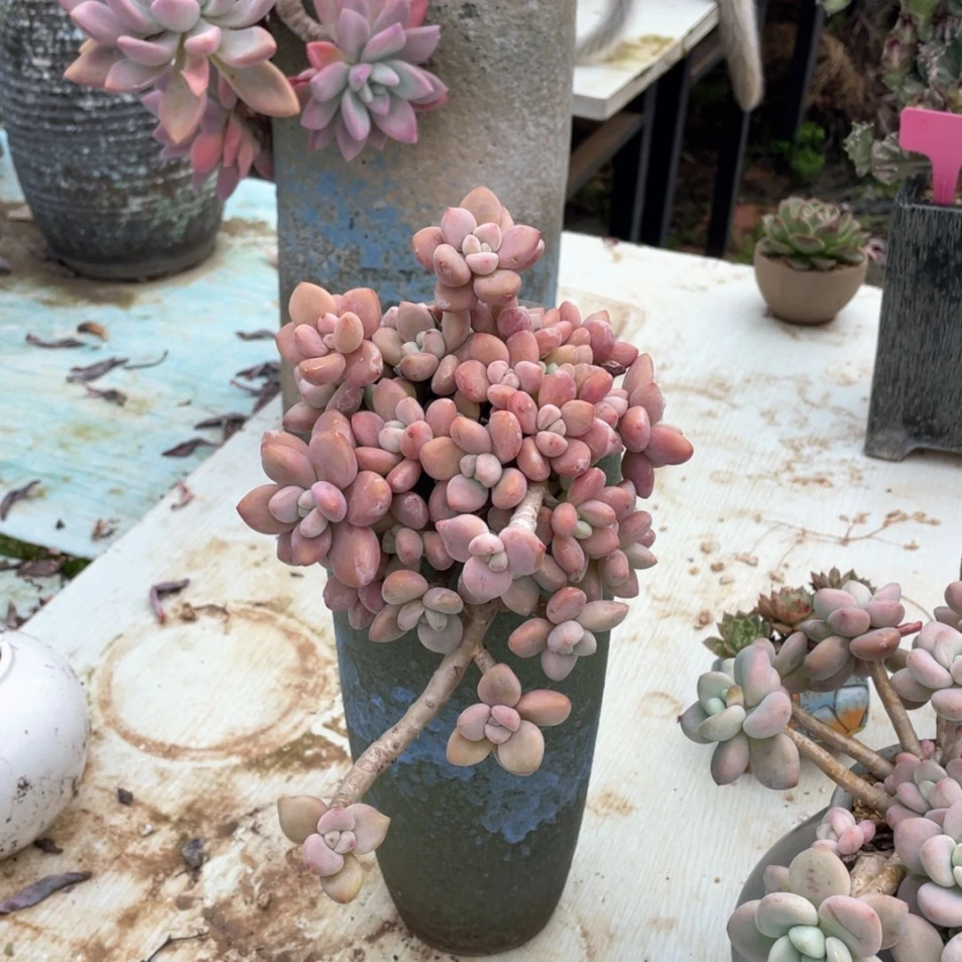 小妖洛神含盆发物流