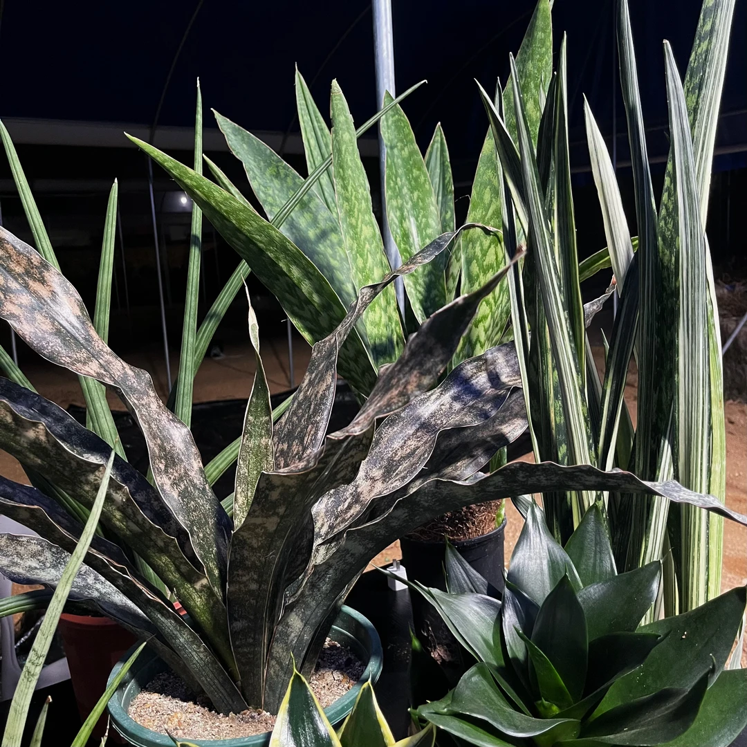 一物一拍虎皮兰绿植盆栽办公室绿植进化空气花卉盆景