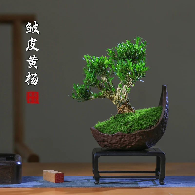 黄杨老桩造型盆景小叶植物四季常绿庭院植物好养室内桌面小品盆栽
