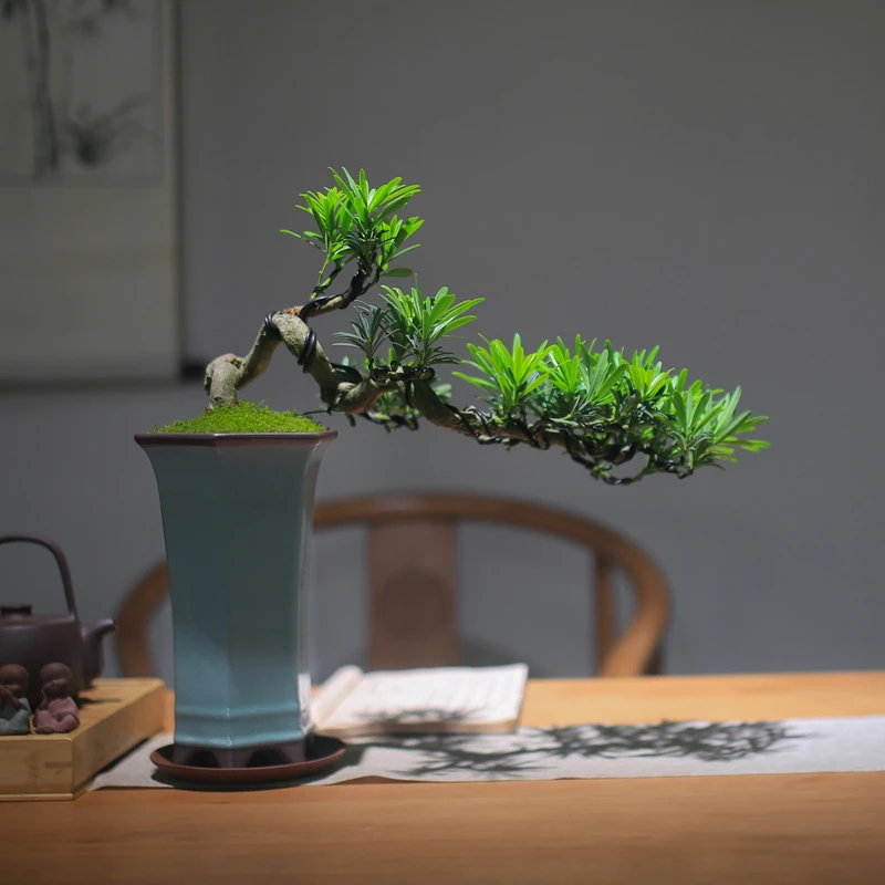罗汉松盆景室内摆件绿植造景植物桌面中式风茶室造型悬崖老桩盆栽