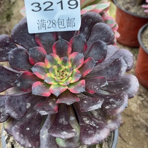 烟花多肉多肉3219