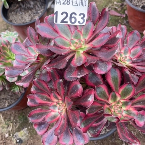 香奈儿多肉多肉1263