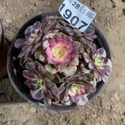 荔枝多肉多肉1907