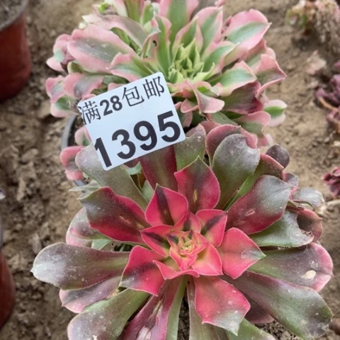 组合多肉多肉1395