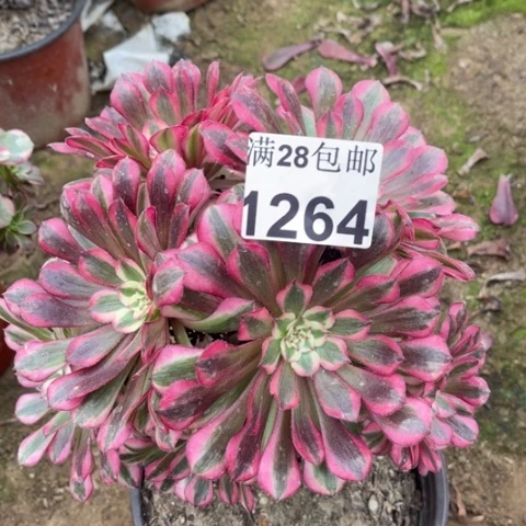 红铜多肉多肉1264