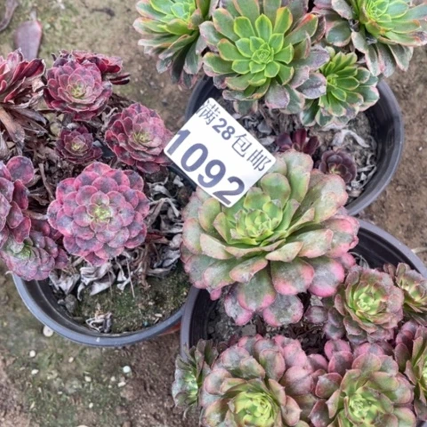 组合多肉多肉1092