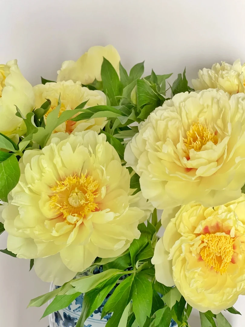 【芭次拉】伊藤系列进口芍药牡丹杂交品种花苗山东菏泽基地直发