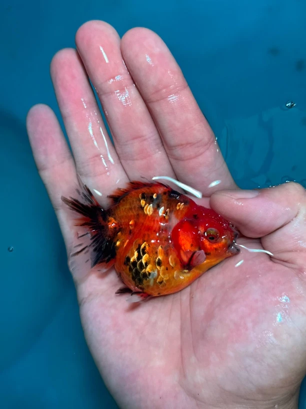 将军狮拍品用，运费到付