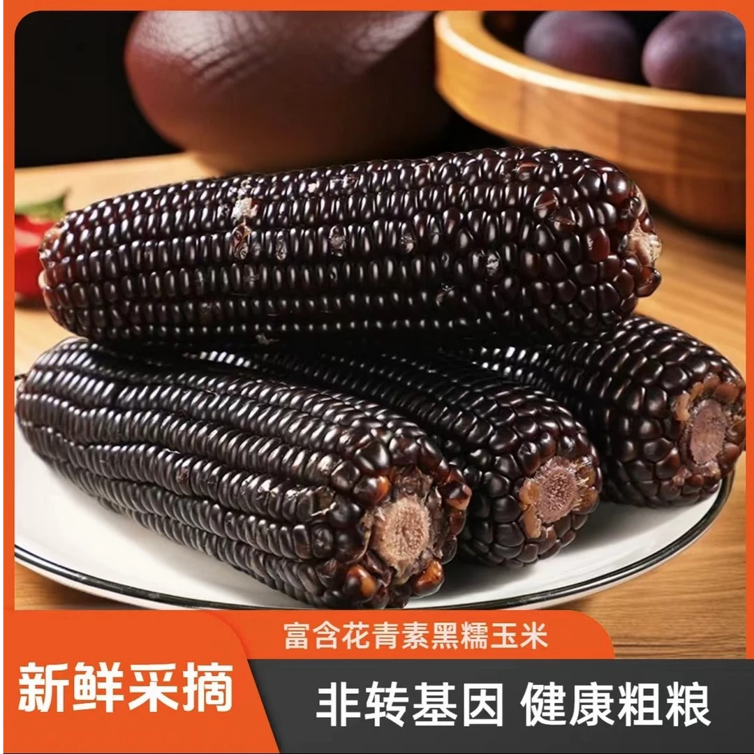 东北精选蓝莓香糯黑糯玉米240-280/棒10棒 一箱5斤以上原产地直发