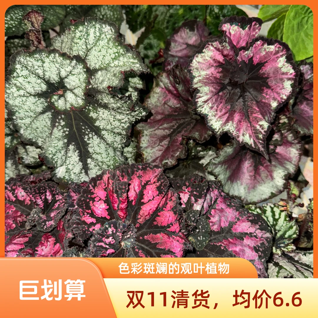 祺诺绿植园艺  秋海棠 清棚链接01