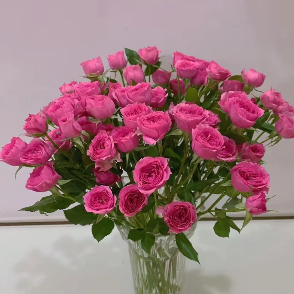 【彩花驿站】苏菲宝贝（直播间展示为准/10％损耗无售后介意勿拍）