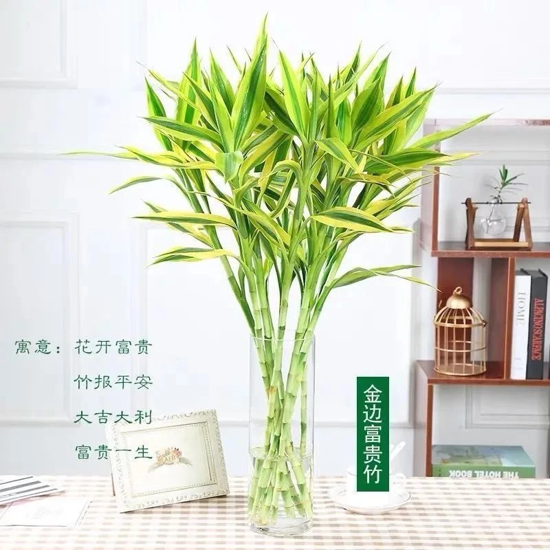 金边富贵竹大叶水培水养土栽观赏盆栽绿植花卉室内客厅净化空气